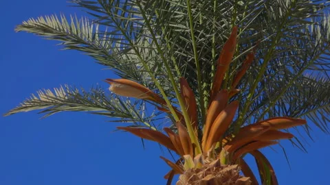 Blooming date palm Stock Footage 90669407