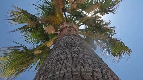 Blooming date palm on a sunny summer day. Stock Footage 201311270