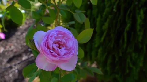 Blooming David Austin Rose Mill on the Floss in Home Garden with Green Stock Footage 312743549