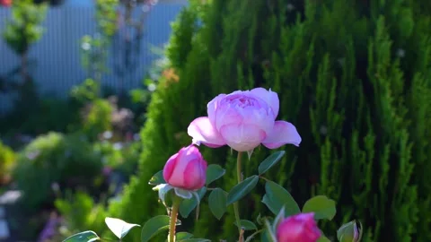 Blooming David Austin Rose Mill on the Floss in Home Garden with Green Stock Footage 312743655