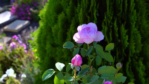 Blooming David Austin Rose Mill on the Floss in Home Garden with Green Stock Footage 312743734