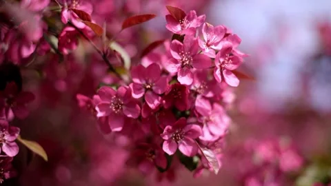 Blooming decorative apple tree with red flowers Stock Footage 309512694