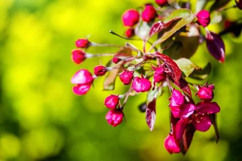 Blooming decorative apple tree with red flowers 写真素材