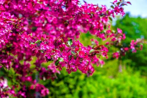 Blooming decorative apple tree with red flowers 스톡 사진