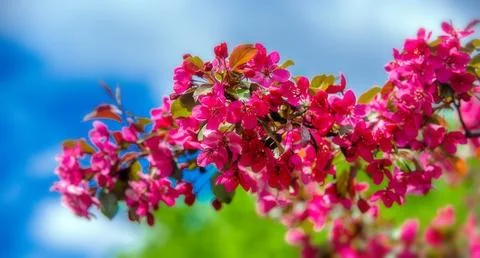 Blooming decorative apple tree with red flowers 스톡 사진