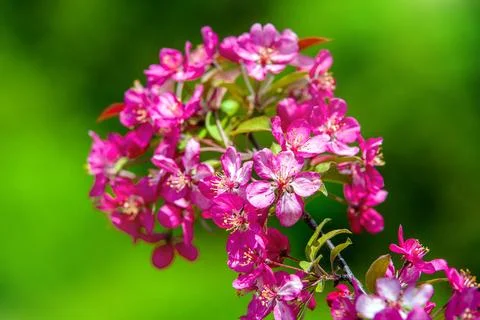 Blooming decorative apple tree with red flowers Foto stock