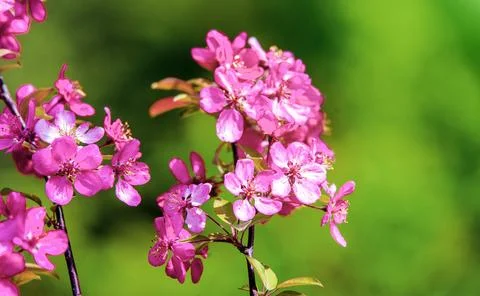 Blooming decorative apple tree with red flowers Stock Photos