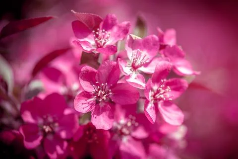 Blooming decorative apple tree with red flowers Stock Photos