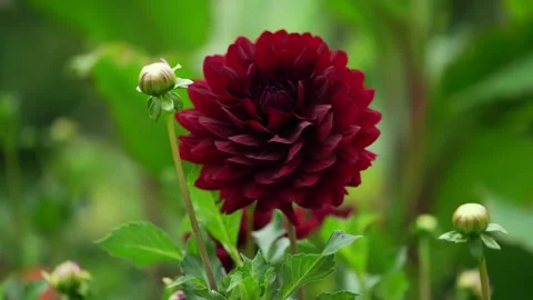 Blooming deep red dahlia flower with unopen buds Stock Footage 346382759