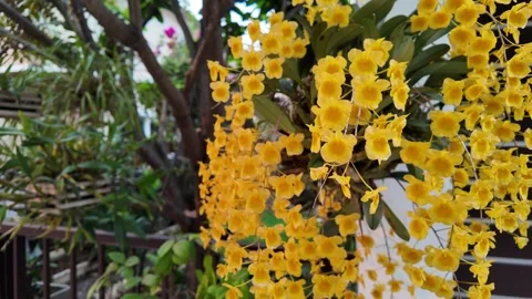 Blooming Dendrobium lindleyi Steud on the tree in summer. Stockbeeldmateriaal 271219281
