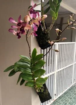 Blooming Dendrobium Orchids Stock Photos
