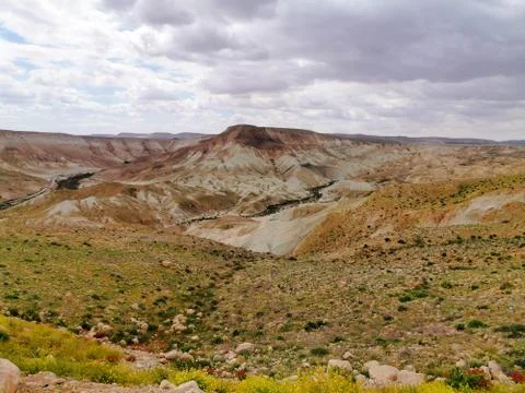 Blooming desert on a cloudy day Stock Photos