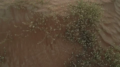 Blooming desert in Dubai Stock Footage 130959233