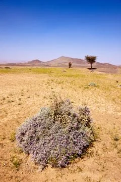 Blooming desert Stock-Fotos