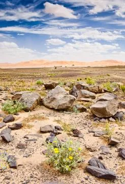 Blooming desert Stock Photos