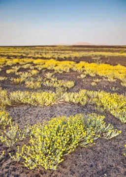 Blooming desert Stock Photos