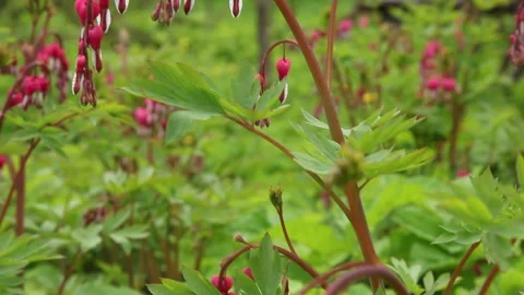 Blooming dicentra close-up in a summer garden. Stock Footage 169809686