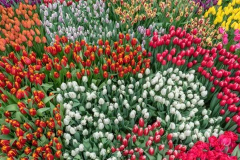 Blooming of different varieties of tulips in spring garden. Texture of flower Stock Photos