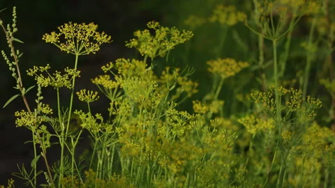 Blooming dill flowers swaying gently in summer field backdrop Stock Footage 344638161