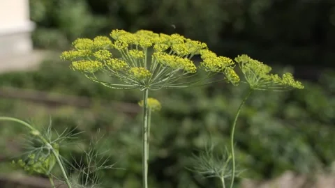 Blooming dill umbels developing in the wind. Dill greens on a bed grown on a Stockbeeldmateriaal 243405080