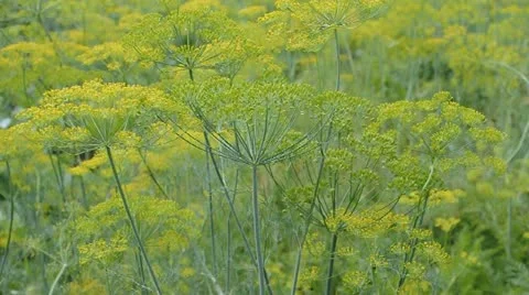 Blooming dill waving on the wind Stock Footage 11843761
