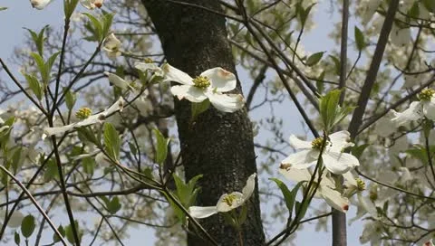 Blooming dogwood tree Stock Footage 11019771