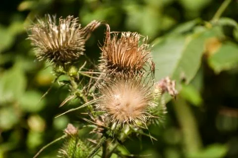 Blooming donkey thistle Stock Photos
