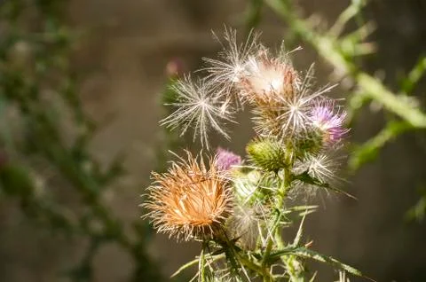 Blooming donkey thistle 스톡 사진
