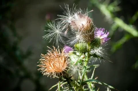 Blooming donkey thistle Foto stock