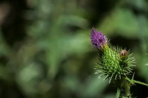 Blooming donkey thistle Stock Photos