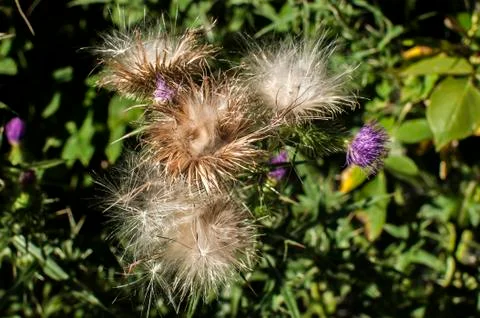 Blooming donkey thistle Stock Photos