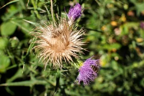 Blooming donkey thistle Stock Photos