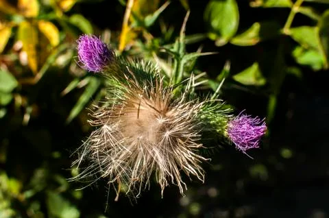 Blooming donkey thistle Stock Photos