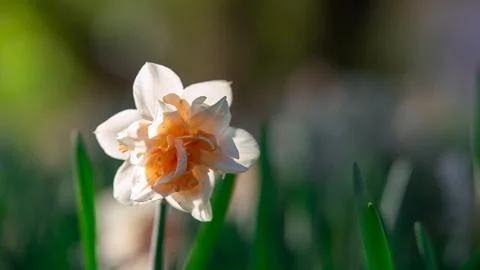 Blooming double daffodil flower in spring garden Stock Photos