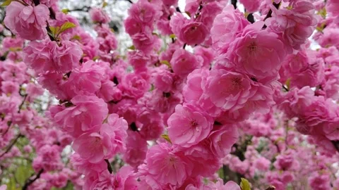 Blooming Double Flowered Cherry Plum (Prunus Triloba) in Spring Breeze, Close-up Vídeos de archivo 332411055