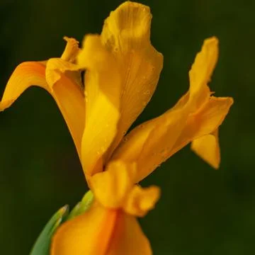 Blooming Dutch Iris. Фото