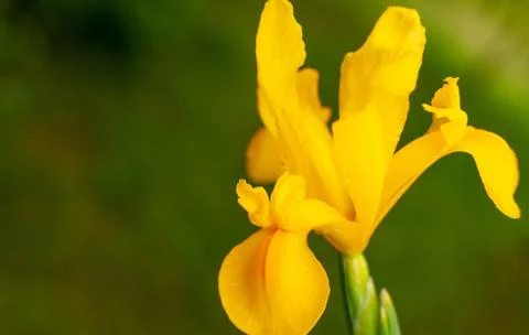 Blooming Dutch Iris. Fotos Stock