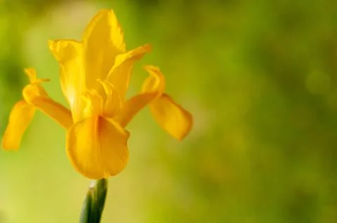 Blooming Dutch Iris. Photos