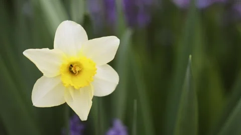 Blooming easter daffodil flower, spring forward, springtime background Stock Footage 309790936