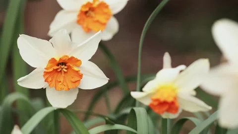 Blooming easter daffodil flower, spring forward, springtime background Stock Footage 309790988