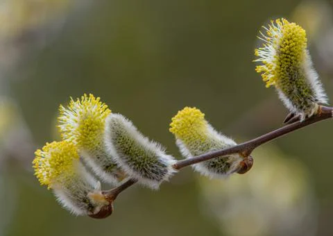 Blooming Easter willow. palm branch symbol for the holiday before Easter. spr Foto stock