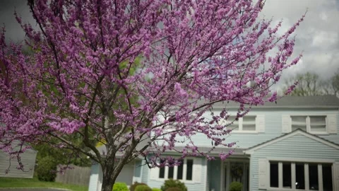 Blooming eastern redbud tree Stock Footage 346298694