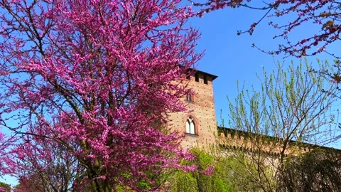 Blooming Eastern Redbud tree in Visconti Castle garden, Pavia, Italy Stock Footage 203898410