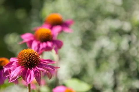 Blooming echinacea flowers Stock Photos