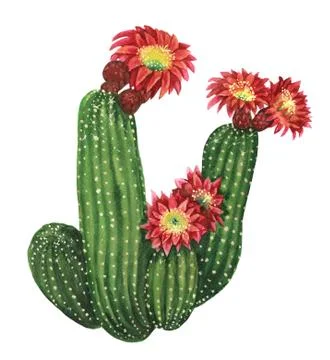 Blooming echinopsis cactus Stock Illustration