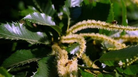 Blooming edible chestnut 1 Stock Footage 135963580