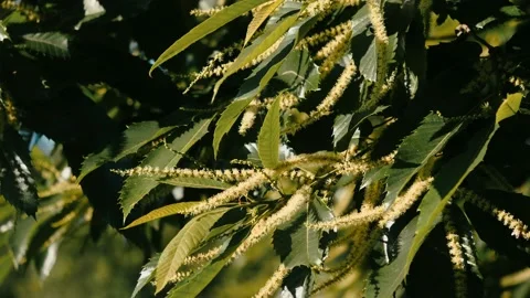 Blooming edible chestnut 2 Stock Footage 135963692