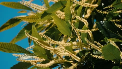 Blooming edible chestnut 3 Stock Footage 135963767