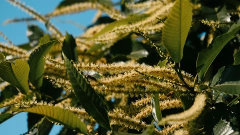 Blooming edible chestnut 4 Stock Footage 135963933