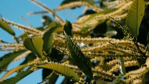 Blooming edible chestnut 5 Stock Footage 135963856